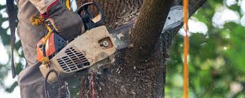 Tree and Shrub Care in Lawtell, LA