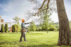 Best Palm Tree Trimming  in Wtell, LA