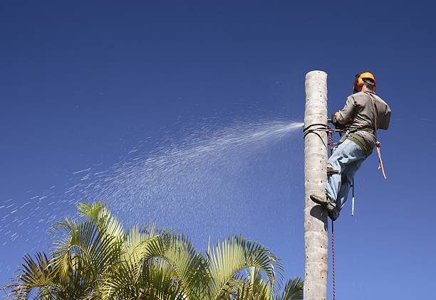 Lawn Renovation and Restoration in Lawtell, LA