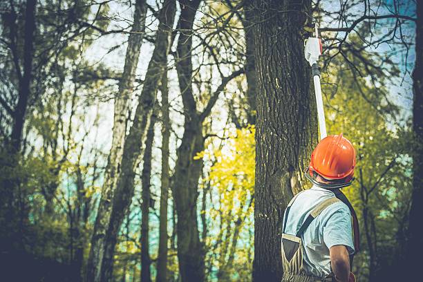 How Our Tree Care Process Works  in  Lawtell, LA